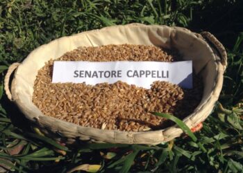 alimentazione-vince-il-grano-senatore-cappelli