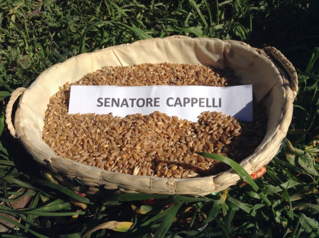 alimentazione-vince-il-grano-senatore-cappelli
