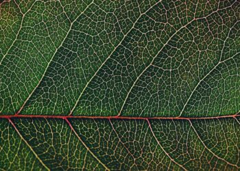 fotosintesi-la-resilienza-degli-alberi-in-uno-scatto-a-milano