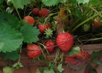 assicurazioni-agricole-il-calendario-dei-rimborsi