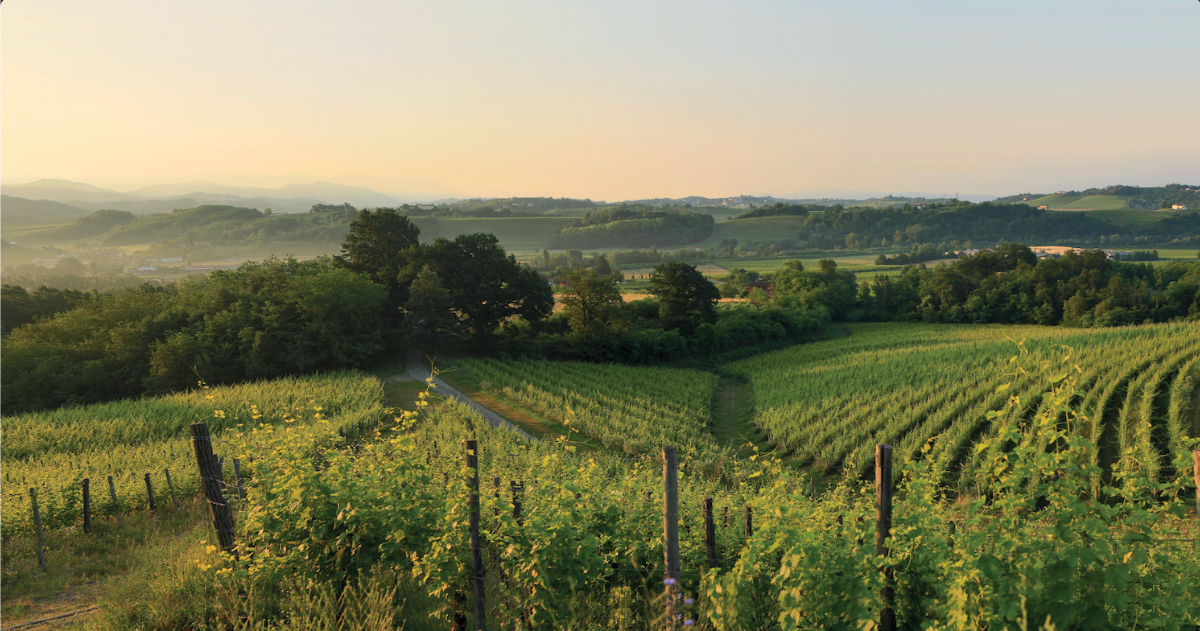enjoy-prepotto-la-nuova-frontiera-dellenoturismo-tra-le-dolci-colline-dello-schioppettino
