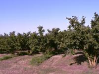 agroalimentare-la-frode-viaggia-sul-web