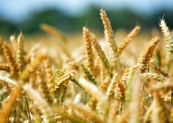 crisi-ucraina-le-ripercussioni-sullagroalimentare