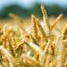 crisi-ucraina-le-ripercussioni-sullagroalimentare