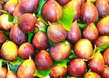 Frutta e verdura aiutano a vivere di più