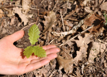 22-aprile-earth-day-investire-nei-boschi-per-salvare-il-pianeta