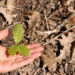 22-aprile-earth-day-investire-nei-boschi-per-salvare-il-pianeta