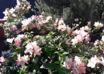 produttori-e-fuga-dalle-assicurazioni-agricole