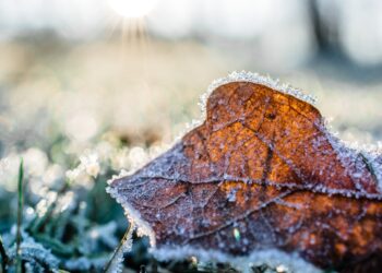 leuropa-nella-morsa-del-gelo-lortofrutta-paga-dazio