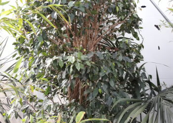 martedi-21-novembre-giornata-nazionale-degli-alberi