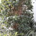 martedi-21-novembre-giornata-nazionale-degli-alberi