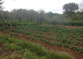 la-giornata-mondiale-del-suolo