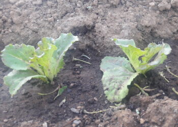 giornata-mondiale-del-suolo-piu-cibo-da-un-suolo-piu-nutrito-e-piu-sano