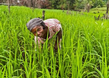 la-giornata-mondiale-dellalimentazione-e-in-the-name-of-africa