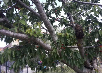 lagricoltura-europea-ha-bisogno-del-ricambio-generazionale