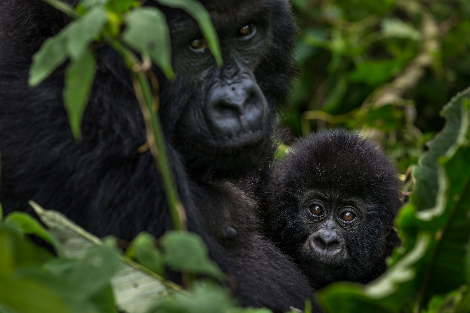 wwf-persi-quasi-i-2-3-degli-animali-selvatici