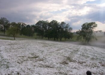 radicchio-di-chioggia-colpito-dalla-grandine