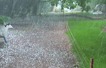 tarantino-la-grandine-rovina-i-campi