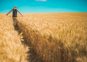 grano-cala-la-produzione-mondiale