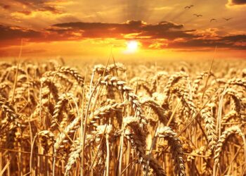 siccita-autunnale-a-rischio-le-semine-di-grano