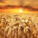 siccita-autunnale-a-rischio-le-semine-di-grano