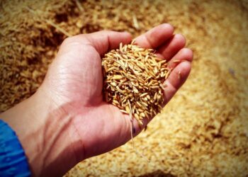 ismea-per-via-della-siccita-perdiamo-il-16-del-raccolto-di-grano