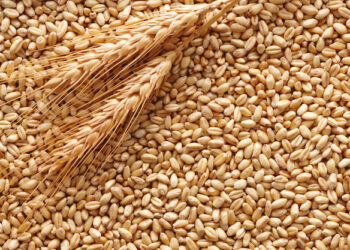 grano-duro-produzione-mondiale-in-diminuzione
