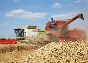 cereali-europa-senza-grano