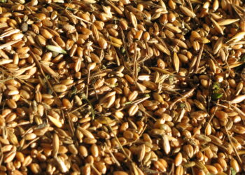 grano-sbarcato-a-bari-perfettamente-regolare