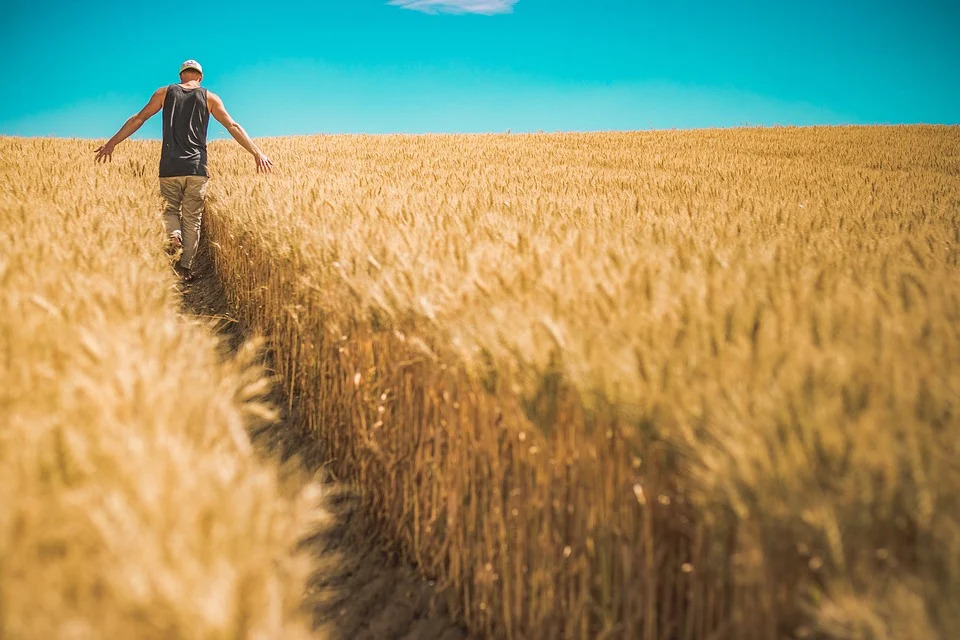 grano-cala-la-produzione-mondiale