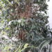 greening-secondo-la-corte-dei-conti-europea-non-aiuta