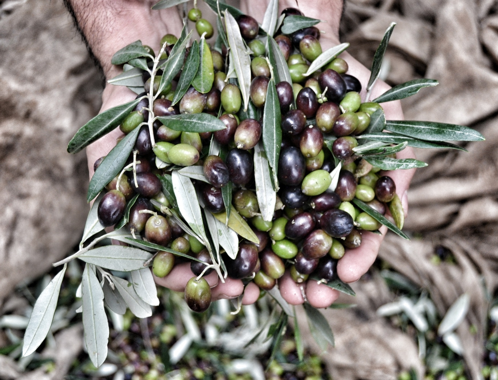 xylella-battaglia-tra-italia-ed-europa