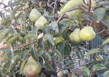 horizon-2020-a-disposizione-1-miliardo-per-le-aree-agricole