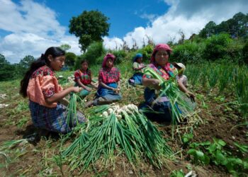 ifad-i-sistemi-alimentari-mondiali-vanno-trasformati-completamente