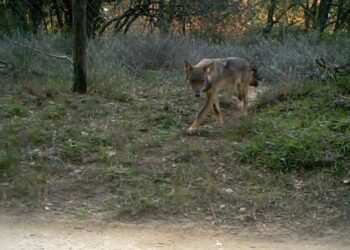 studio-del-lupo-sfida-per-raggiungere-una-coesistenza-possibile-con-luomo