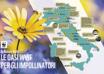 scomparso-negli-ultimi-30-anni-il-70-degli-impollinatori