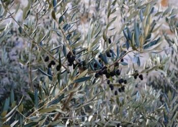 limport-di-olio-doliva-in-italia