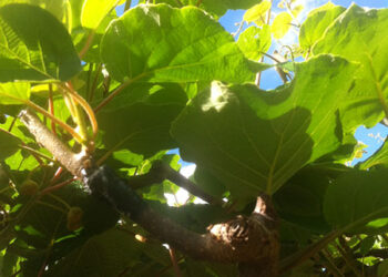 imu-agricola-il-fronte-del-no-diventa-interregionale