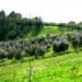 varato-il-decreto-legge-per-limu-agricola
