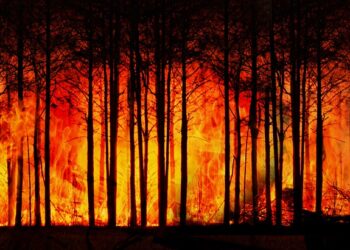 PEFC: tra siccità e temperature record