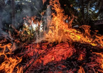 Gli incendi boschivi di questa torrida estate