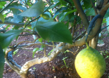 arrivano-i-finanziamenti-per-le-start-up-agricole-innovative