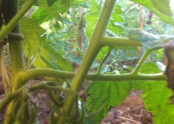 agriumbria-primo-incontro-sullinnovazione-in-agricoltura