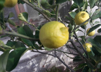 lintervento-della-legge-di-bilancio-in-campo-agricolo