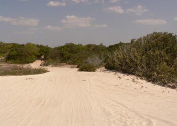 Agricoltura ed opportunità d'investimento in Africa