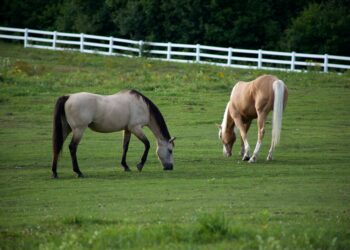 mipaaf-al-via-campagna-informativa-per-il-rilancio-dellippica