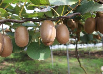 kiwi-produzione-e-volumi-in-calo