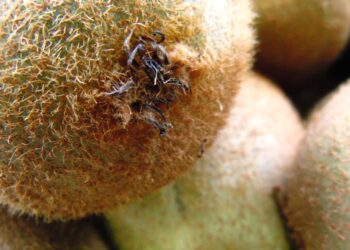 kiwi-italiano-forte-calo-produttivo