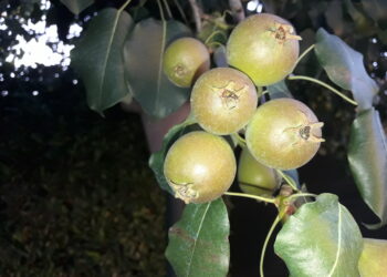 kiwi-diminuisce-la-produzione