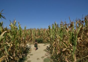 effimero-e-dinamico-e-il-labirinto-di-alfonsine-unico-al-mondo